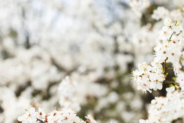 Mooie Bloeiende Kersenwitte Bloemen Tuin Lente Bloeit Bloeiende Kersenboomtakken Zonnige — Stockfoto