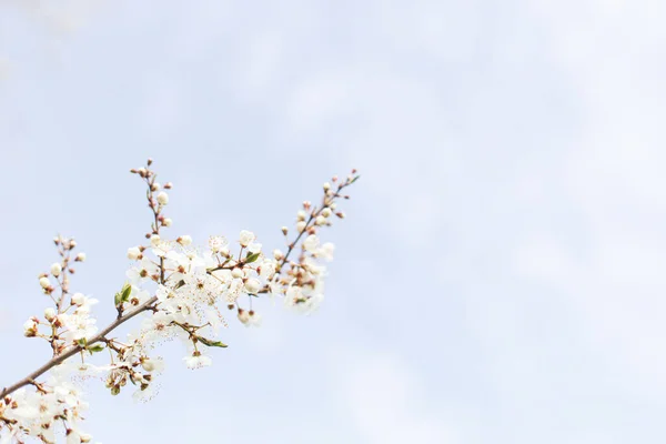 Vackra Blommande Körsbär Vita Blommor Trädgården Våren Blommar Blommande Körsbärsträd — Stockfoto