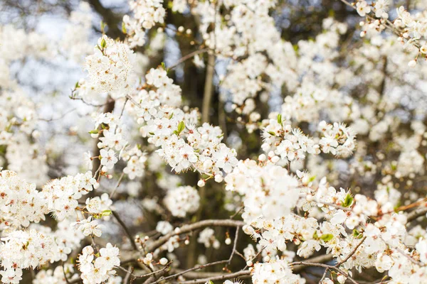 花园里开满了美丽的樱花 春天的花朵 在阳光灿烂的果园里开放樱桃树枝条 植物背景 — 图库照片