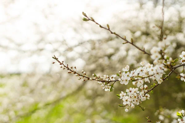 Bahçede Güzel Kiraz Çiçeği Açan Beyaz Çiçekler Bahar Çiçekleri Güneşli — Stok fotoğraf