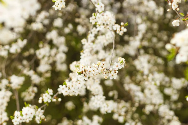 Hermosas Flores Cerezo Blanco Jardín Flores Primavera Florecientes Ramas Cerezo —  Fotos de Stock