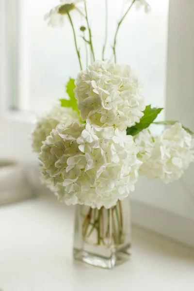 Beautiful White Flowers Windowsill Sunny Room Guelder Rose Blooming Branch — Stock Photo, Image