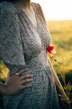 Çiçekli elbiseli güzel gelincik, gün batımında arpa tarlasına yakın bir yerde. Şık bir kadın yaz kırsalında dinleniyor ve çiçek topluyor. Atmosferik sükunet anı