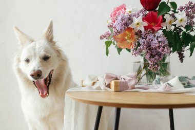 Şirin köpek şık hediye kutusunda esniyor ve modern köy odasındaki ahşap masada buket yapıyor. Evcil hayvan sevgisi ve bayram kutlamaları. Anneler Günün kutlu olsun. Mutlu Kadınlar Günü. Sevimli beyaz Danimarka köpeciği.