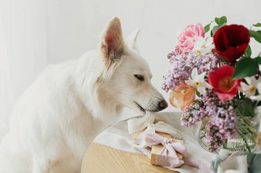 Şirin köpek, modern köy odasındaki şık buketlerde hediye kutusuna ve ahşap masada pastel kurdelelere yardım ediyor. Anneler Günün kutlu olsun. Evcil hayvan ve tatiller. Mutlu Kadınlar Günü. Sevimli beyaz Danimarka salyası.