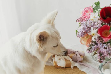 Güzel bir bukette hediye kutusuyla sevimli bir köpek ve modern kırsal odada ahşap masada pastel kurdeleler. Anneler Günün kutlu olsun. Evcil hayvan ve tatiller. Mutlu Kadınlar Günü. Sevimli beyaz Danimarka salyası.