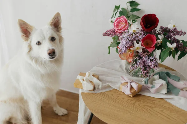 幸せな母の日 モダンな素朴な部屋で木製のテーブルの上にギフトボックスとパステルリボンとスタイリッシュな花束に座ってかわいい犬 ペットと休日 幸せな女性の日 愛らしい白いデンマークのスピッツ — ストック写真
