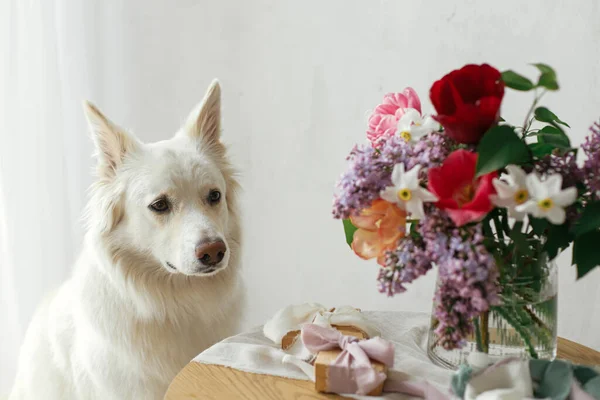 モダンな素朴な部屋でスタイリッシュなギフトボックスと木製のテーブルの上に花束に座ってかわいい犬 ペットの愛と休日の挨拶 幸せな母の日 幸せな女性の日 愛らしい白いデンマークのスピッツ犬 — ストック写真