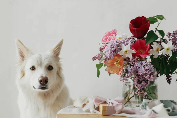 モダンな素朴な部屋でスタイリッシュなギフトボックスと木製のテーブルの上に花束に座ってかわいい犬 ペットの愛と休日の挨拶 幸せな母の日 幸せな女性の日 愛らしい白いデンマークのスピッツ犬 — ストック写真