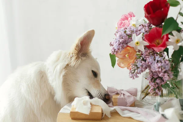 モダンな素朴な部屋で木製のテーブルの上にスタイリッシュな花束とパステルリボンでギフトボックスとかわいい犬 幸せな母の日 ペットと休日 幸せな女性の日 愛らしい白いデンマークのスピッツ — ストック写真