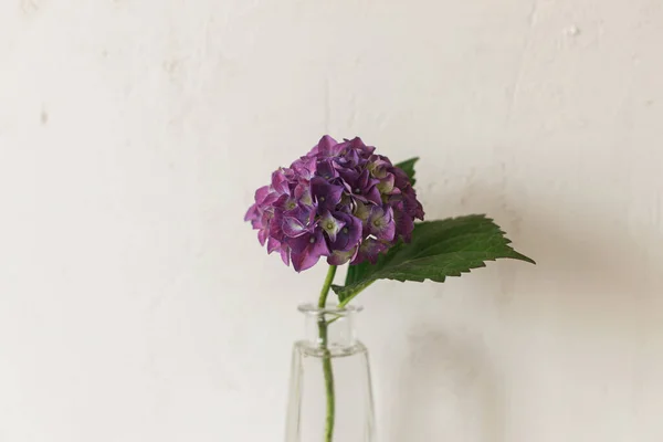 Stijlvolle Paarse Hortensia Tegelplateau Rustieke Muurondergrond Prachtige Bloemen Glazen Vaas — Stockfoto