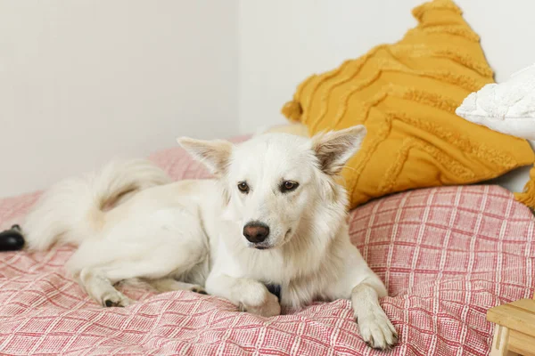 スタイリッシュな客室でベッドでリラックスした快適な犬 寝室のピンクの毛布の上に横たわるかわいい白い犬 家庭で甘いですデンマーク語Spitz犬を採用 — ストック写真
