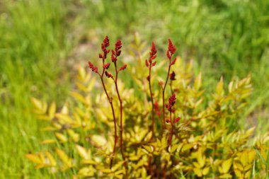 Kırsal alanda kırmızı çiçek tomurcukları olan Astilbe yaprakları. Çiçek çalısı. Biyolojik çeşitlilik ve bahçe çiçek tarlaları.