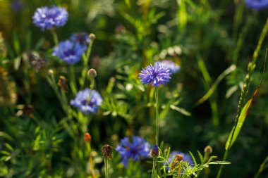 Yaban kır bahçesinde bir çiçek. Güneşli yaz çayırlarında açan kır çiçekleri. Biyolojik çeşitlilik ve bahçe çiçek tarlaları.