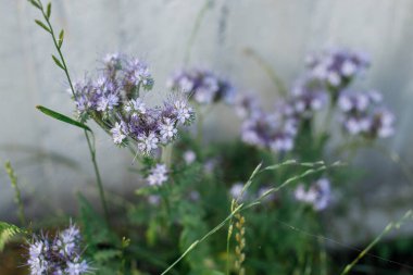 Phacelia vahşi kır bahçesinde. Güneşli yaz çayırlarında kır çiçekleri açıyor. Biyolojik çeşitlilik ve bahçe çiçek tarlaları. Yaz sancağı