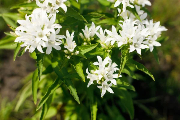 Campanula Białe Kwiaty Ogrodzie Wsi Campanula Glomerata Kwitnąca Słonecznej Letniej — Zdjęcie stockowe