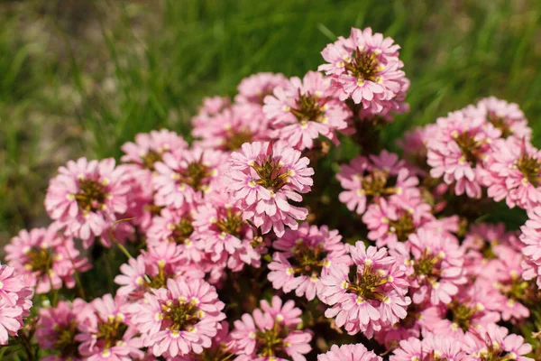 Scaevola Różowe Kwiaty Ogrodzie Wsi Scaevola Aemula Kwitnąca Słonecznej Letniej — Zdjęcie stockowe