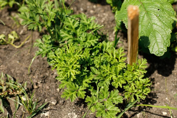 Anemone Che Cresce Nel Giardino Campagna Foglie Verde Anemone Vicino — Foto Stock