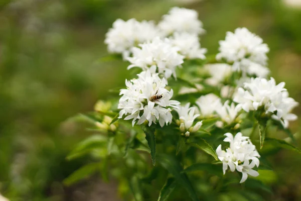 Pszczoła Campanula Białe Kwiaty Ogrodzie Wsi Pszczoła Zapylająca Campanula Glomerata — Zdjęcie stockowe