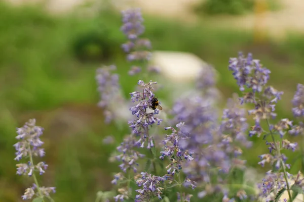 Čmelák Modrých Květinách Zahradě Včelí Opylovací Kočičí Kvetoucí Květiny Biologická — Stock fotografie