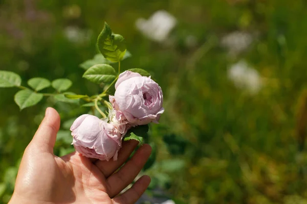 Hand holding pink rose flower in countryside garden. English rose blooming in sunny summer meadow. Biodiversity and landscaping garden flower beds