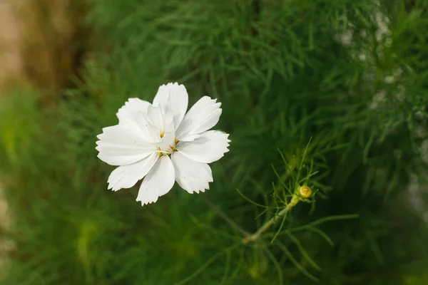 Krásný Kosmos Květ Divoké Krajině Zahrady Kvetoucí Kosmos Divoké Květiny — Stock fotografie