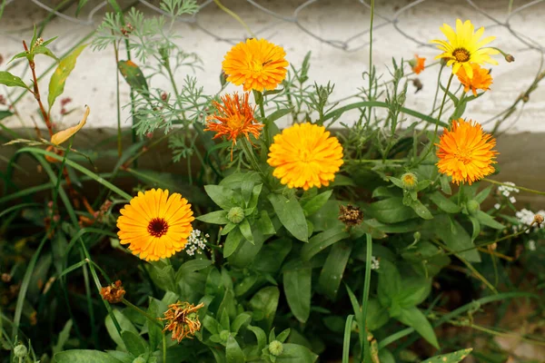 Vahşi Kır Bahçesinde Güzel Bir Takvim Çiçeği Güneşli Yaz Çayırlarında — Stok fotoğraf