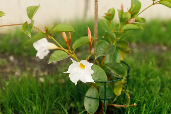 Mandevilla Jardín Rural Dipladenia Floreciendo Con Flores Blancas Biodiversidad Jardinería —  Fotos de Stock