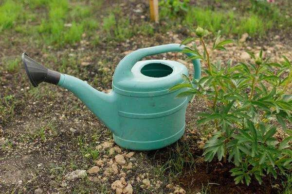 stock image Watering can at peony bush in countryside garden. Watering plants in summer garden concept.