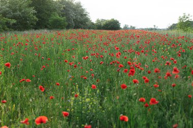 Yaz kırsalında haşhaş tarlası. Atmosferik güzel bir an. Yaban çiçekleri çayırı. Kırsal yaşam, çiçek duvar kağıdı.