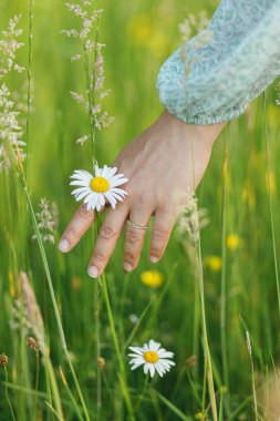 Yaz kırsalında elinde papatya çiçeği olan bir kadın. Yaklaş. Kaygısız atmosferik an. Genç bir dişi çayırda kır çiçekleri topluyor. Kırsal basit yaşam