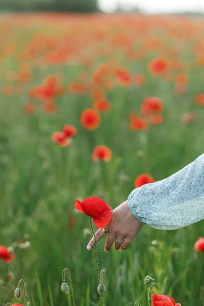 Woman gathering poppy in field in evening summer countryside. Atmospheric moment. Young female picking wildflowers in meadow close up. Rural simple life