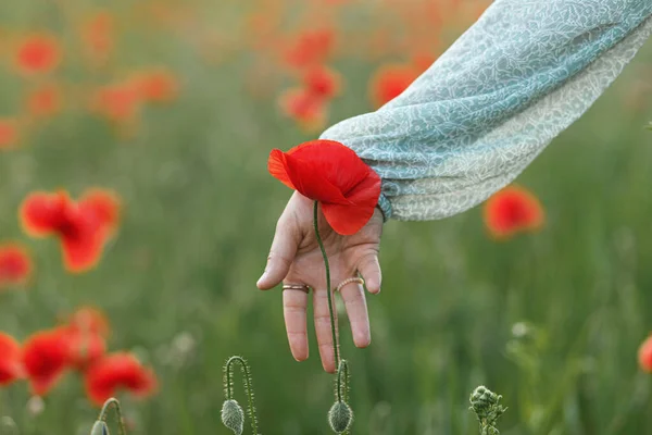 Woman Hand Gathering Poppy Field Evening Summer Countryside Close Atmospheric — Stock Photo, Image