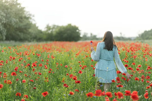 Kobieta Kwiatowej Sukience Spaceruje Polu Maku Wieczornej Letniej Wsi Moment — Zdjęcie stockowe