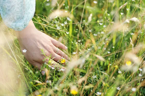 Woman Hand Wildflower Grass Summer Countryside Close Carefree Atmospheric Moment — Stock Photo, Image