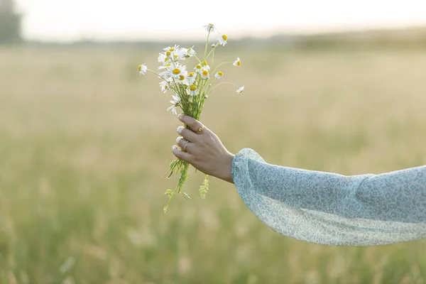 Daisy Bouquet Woman Hand Evening Summer Countryside Close Young Female — Stock Photo, Image