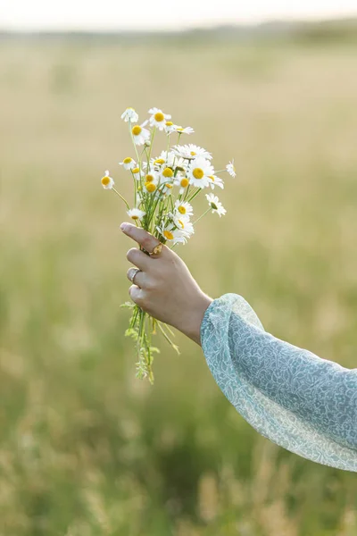 Woman Hand Holding Daisy Bouquet Field Evening Summer Countryside Close — Stock Photo, Image