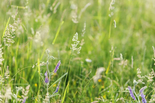 Wildflower Grass Summer Field Close Atmospheric Moment Flowers Wild Grasses — Stock Photo, Image