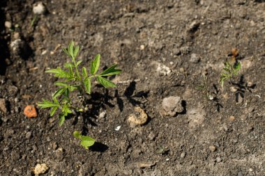 Domates şehir bahçesinde yetişiyor. Domatesler yakından filizlenir. Ev yapımı yiyecekler ve organik sebzeler. Halk bahçesi