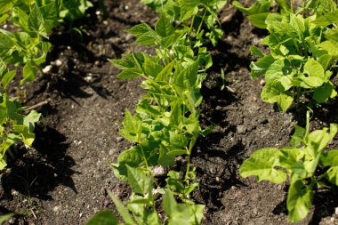 Şehir bahçesinde taze fasulye yetişiyor. Kuşkonmaz fasulyesi filizleri çok yakın. Ev yapımı yiyecekler ve organik sebzeler. Halk bahçesi