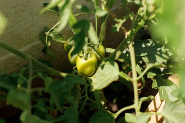 Domates bitkisi şehir bahçesinde yetişiyor. Yeşil domates ve çiçekler kapanıyor. Ev yapımı yiyecekler ve organik sebzeler. Halk bahçesi