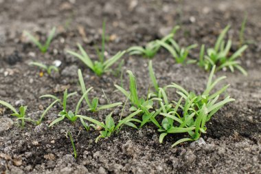 Şehir bahçesinde ıspanak yetişiyor. Yeşiller ve salata filizleri kapanıyor. Ev yapımı yiyecekler ve organik sebzeler. Halk bahçesi
