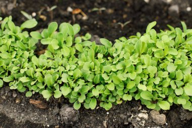 Arugula şehir bahçesindeki topraktan yetişiyor. Yeşillik ve salata filizleri kapanıyor. Ev yapımı yiyecekler ve organik sebzeler. Halk bahçesi