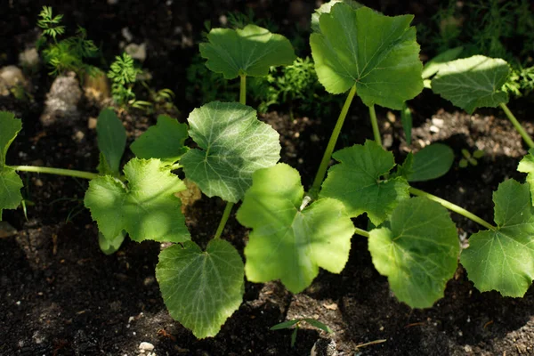 Zucchini Roste Městské Zahradě Okurky Cukety Nebo Dýňové Listy Výhonky — Stock fotografie