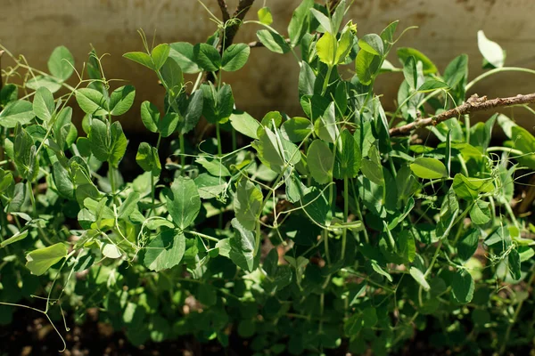 绿豆生长在城市花园的土壤中 豌豆芽离地很近 家庭种植的食物和有机蔬菜 社区花园 — 图库照片