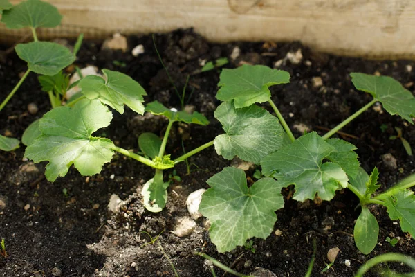 Zucchini Roste Městské Zahradě Okurky Cukety Nebo Dýňové Listy Výhonky — Stock fotografie