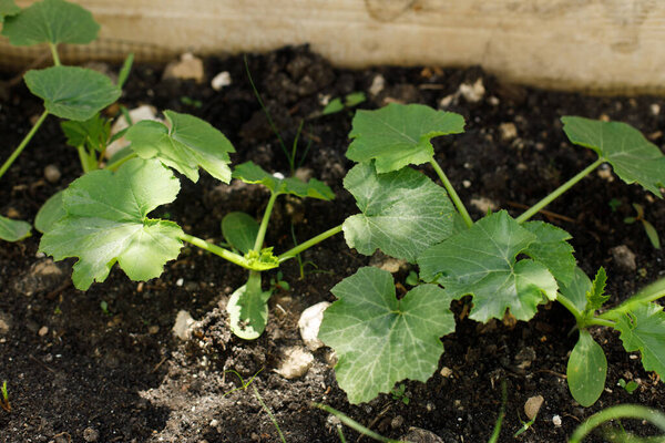 Zucchini growing in urban garden. Zucchini or pumpkin leaves and sprout close up. Home grown food and organic vegetables. Community garden