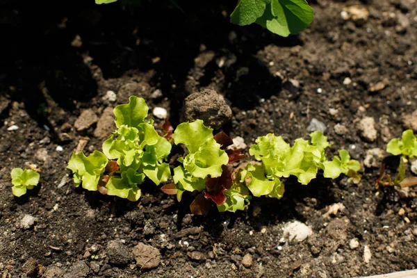 城市花园的土壤中生长着莴苣 蔬菜和沙拉芽紧密相连 家庭种植的食物和有机蔬菜 社区花园 — 图库照片