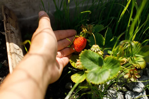 Strawberry plant growing in urban garden. Hand harvesting strawberries close up. Home grown food and organic berries. Community garden