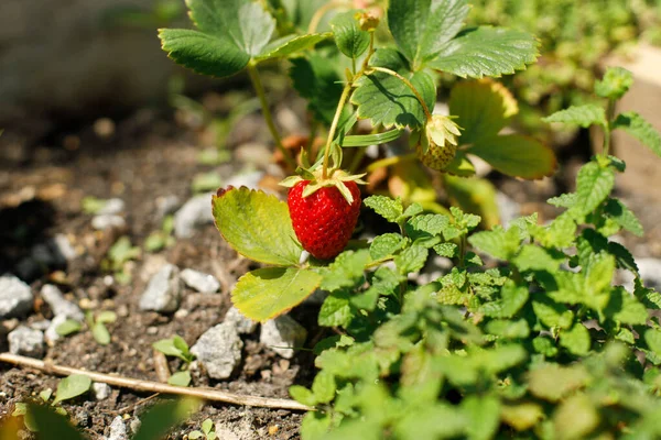 Erdbeerpflanze Wächst Stadtgarten Reife Erdbeeren Und Blätter Aus Nächster Nähe — Stockfoto